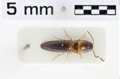 Foto (Dorsalansicht) von Melanoxanthus gracilis (Candèze, 1900)
